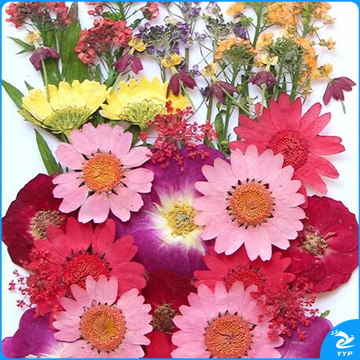 国标 干花花材 圣诞花火