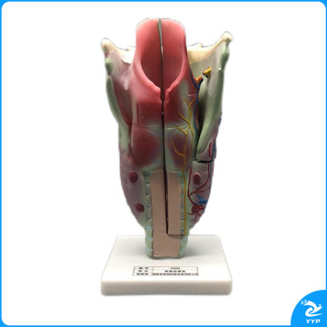科源 KY-S012  喉解剖模型  教学仪器