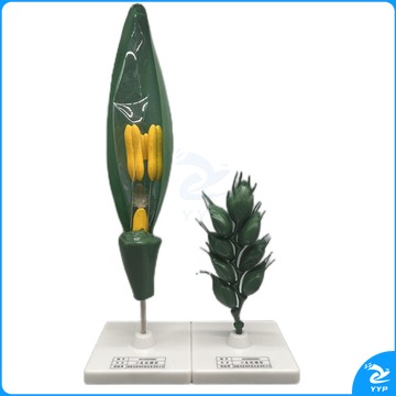 科源/ Longhorn 科源 KY-S035  小麦花模型  教学仪器