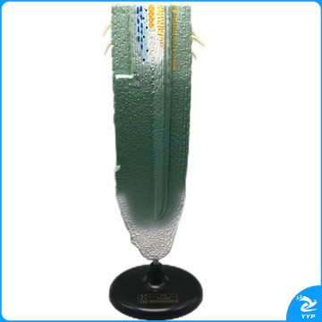 科源 KY-S010   根纵剖模型  教学仪器