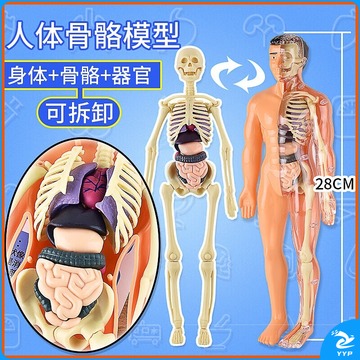 装置 鲜玫瑰人体模型玩具 人体器官骨骼模型儿童医学解剖拆卸躯干仿真身体内 器官骨架 安全用仪器