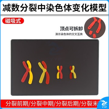 HKNA 减数分裂中染色体变化模型组件磁式磁贴高中生物实验器材教学仪器DNA染色体交叉互换联会中学学生分组