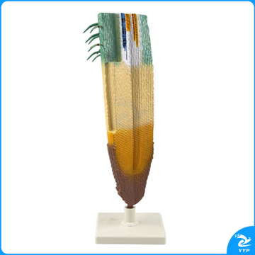 沪教 沪教 33002 根纵剖模型植物模型初高中生物教学科教仪器