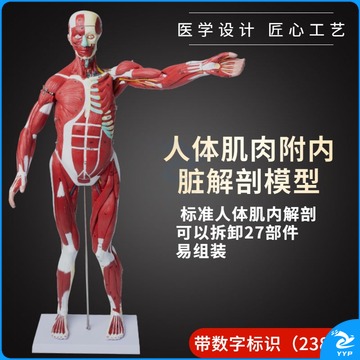 肖尔 肖尔 全身肌肉模型可拆卸27件 人肌肉内脏构造演示教具 教学仪器