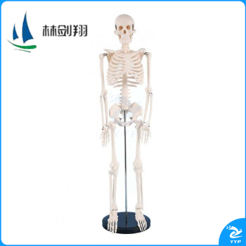 林剑翔 人体骨骼模型 全身骨架展示教学模型85cm LJX-520
