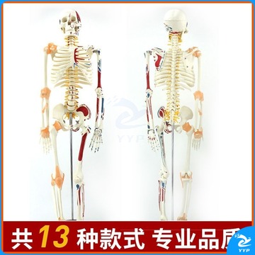 装置 皖天煜安医学人体骨骼模型85cm骨架176cm全身可拆卸带肌肉起止点标识椎间盘神经韧带解剖结构 85cm带肌肉起止点标识+韧带【脊柱可弯曲】 安全用仪器