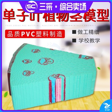 华光 单子叶植物茎教学模型 109 教学仪器