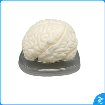 科源 KY-S019 脑解剖模型  教学仪器