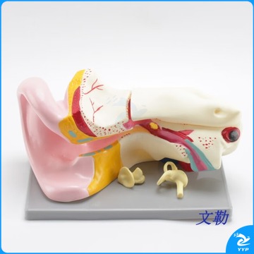 天爱/CELESTIAL LOVE 耳解剖放大模型生物教学人体大耳朵构造幼儿科学实验室教学仪器
