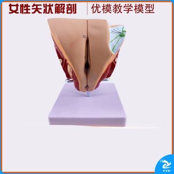 黑狗 BLACK DOG 9999 装置 男女生殖结构可拆装人体器官解剖模型医学教学矢状切面演示 女性生殖器模型版 安全用仪器