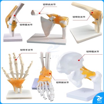 天爱 钢骑士 人体关节模型 骨骼手肘腕脚踝骨肩膝关节髋骨科附韧带 六件套关节模型