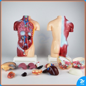 宸泽 装置 2022新款儿童版丨人体可拆卸医学解剖模型身体内脏器官全身骨骼架结构玩具 45cm人体模型 安全用仪器