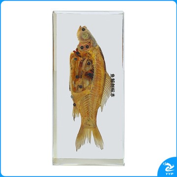 中元生物/ZYBio 望海楼 包埋鱼解剖标本 初中生物教学仪器