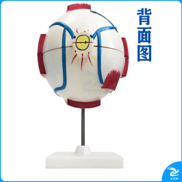 沪教 沪教 眼球解剖模型 六倍大 眼镜眼珠构造生物实验器材 教学仪器教具