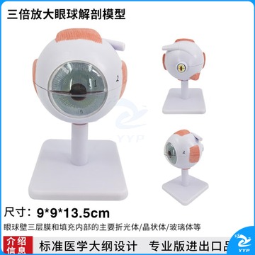 人体眼球模型放大眼球模型