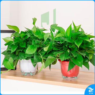 绿萝瓷盆直径约15cm高约16cm 办公室会议室绿植 办公室装饰品